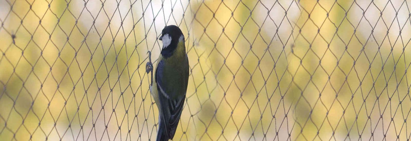 banner-ird2.jpg